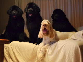 Foto 4 van een Spinone Italiano