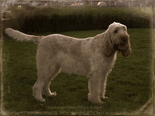 Foto 3 van een Spinone Italiano