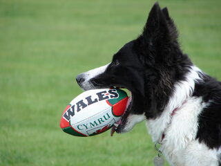 Foto 5 van een Border Collie