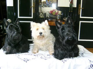 Foto 3 van een Schotse Terrier