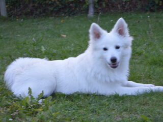 Foto 2 van een Grote Keeshond, wit