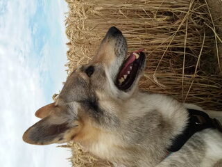 Foto 2 van een Tsjechoslowaakse Wolfhond