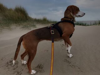 Foto 3 van een Duitse Brak
