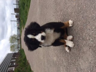 Foto 5 van een Berner Sennenhond