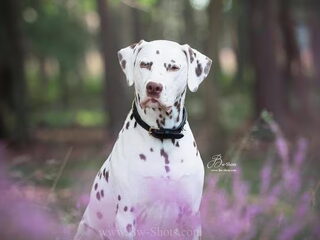 Foto 2 van een Dalmatische hond