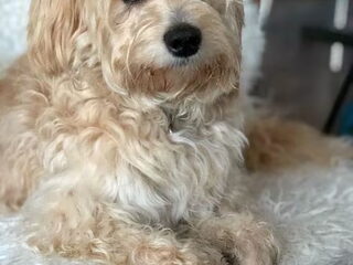 Foto 4 van een Tibetaanse Terrier