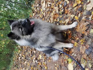 Foto 5 van een Grote Keeshond, wolfsgrijs