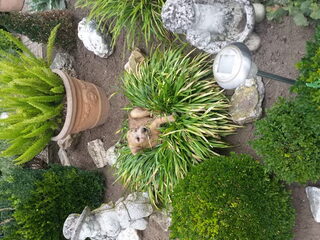 Foto 4 van een Irish Softcoated Wheaten Terriër