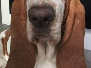 Foto 2 van een Basset Hound
