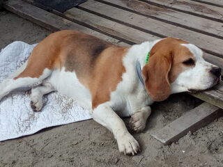 Foto 5 van een Beagle