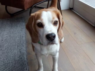 Foto 4 van een Beagle