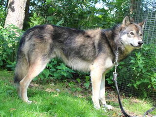 Foto 5 van een American Indian Dog