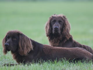 Foto 4 van een Duitse Staande Hond, Langhaar