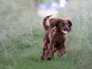 Foto 3 van een Duitse Staande Hond, Langhaar