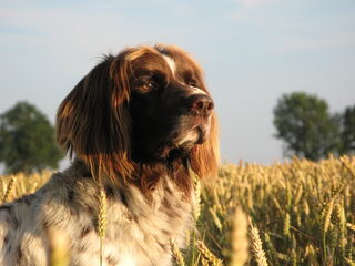 Foto 2 van een Duitse Staande Hond, Langhaar