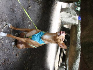 Foto 4 van een Podenco Andaluz
