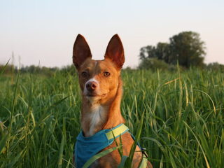 Foto 3 van een Podenco Andaluz