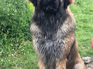 Foto 3 van een Leonberger