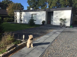 Foto 3 van een Irish Softcoated Wheaten Terriër