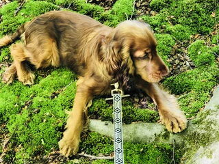 Foto 4 van een Engelse Cocker Spaniel