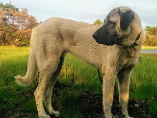 Foto 3 van een Anatolische herder