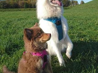 Foto 4 van een Finse Lappenhond