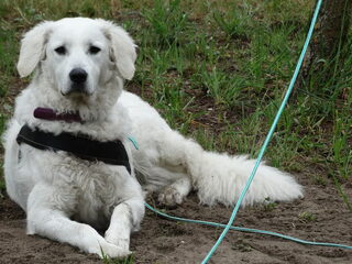 Foto 5 van een Kuvasz