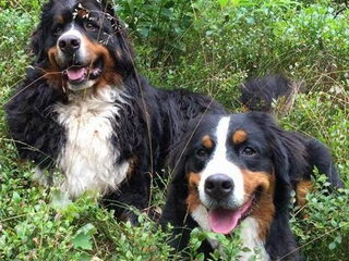 Foto 4 van een Berner Sennenhond