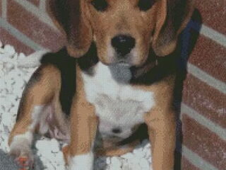 Foto 3 van een Beagle