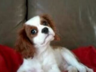 Foto 5 van een Cavalier King Charles Spaniel