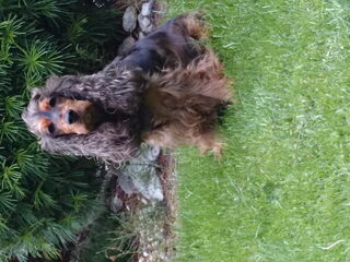 Foto 3 van een Engelse Cocker Spaniel