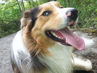 Foto 4 van een Border Collie