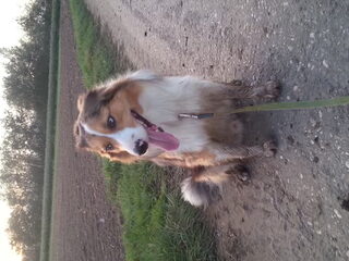 Foto 3 van een Border Collie