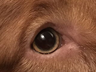 Foto 2 van een Nova Scotia Duck Tolling Retriever
