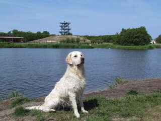 Foto 5 van een Golden Retriever