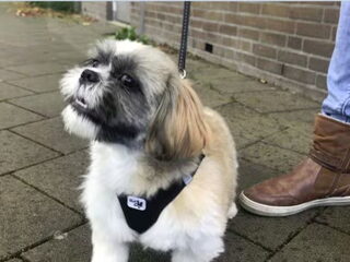 Foto 2 van een Shih Tzu