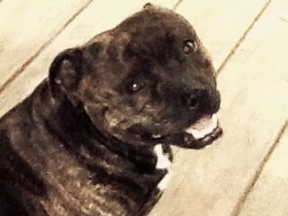 Foto 4 van een Staffordshire Bull Terrier