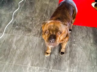 Foto 3 van een Staffordshire Bull Terrier