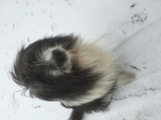 Foto 3 van een elo
