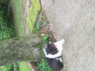 Foto 2 van een elo