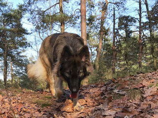 Foto 5 van een Shiloh Shepherd
