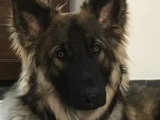 Foto 4 van een Shiloh Shepherd
