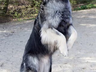 Foto 3 van een Shiloh Shepherd