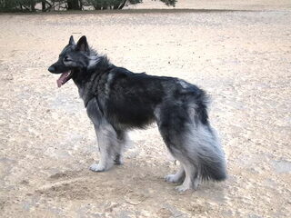 Foto 2 van een Shiloh Shepherd