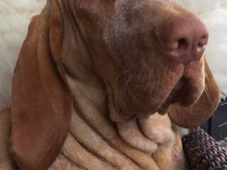 Foto 3 van een Bracco Italiano
