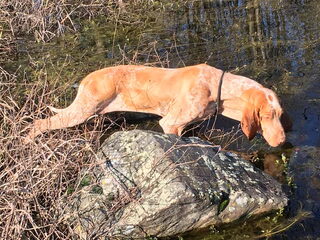 Foto 2 van een Bracco Italiano