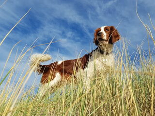 Foto 2 van een Welsh Springer Spaniel