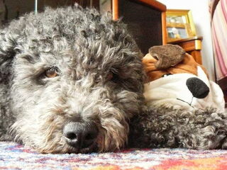 Foto 3 van een Pumi