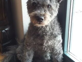 Foto 2 van een Pumi