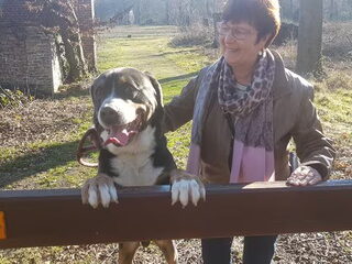 Foto 5 van een Grote Zwitserse Sennenhond